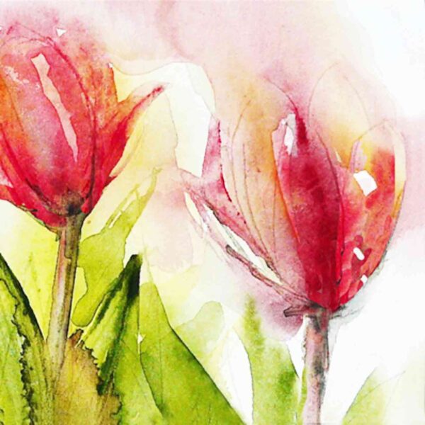 Red Tulip 2