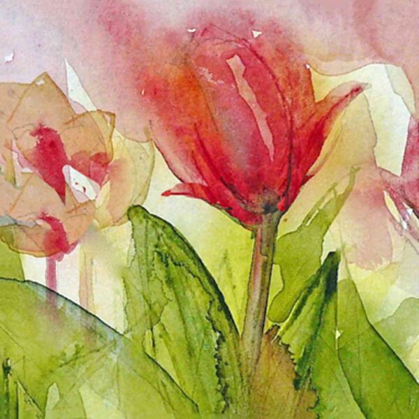 Red Tulip 3